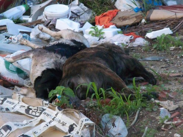 Δράμα: Πυροβόλησε - σκότωσε τα σκυλιά & πέταξε τα πτώματα στα σκουπίδια